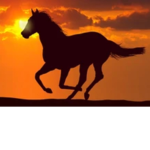 Sunset Horse Riding Team