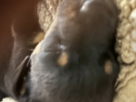 Cute puppy dogs, my puppy dog