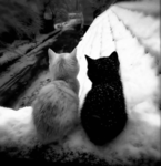 kittxss