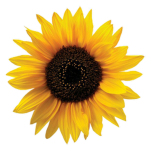 Sunflower developers