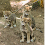 wolf joy