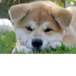 DOGY (ALPHA)