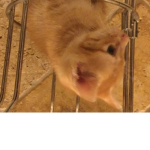 Kensi kitten