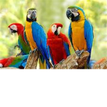 Save The Macaw Species Group