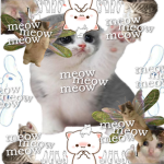 Kitty nay