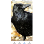 Crow swuad