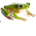 Froggy._.FrogS