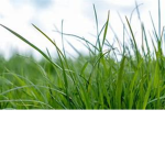 sOfT gRaSs :>