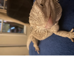 Da bearded dragons club