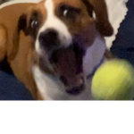 the epic doge group for gamers