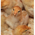 silly plump chickens