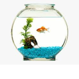 The Fish Bowl