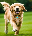 Doggy’s oh cute