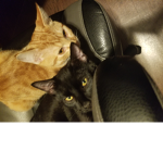Cute cats and adorable dogs