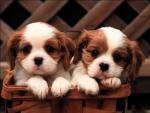 amelia-Cali-Lily
