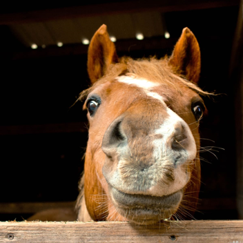 HORSE GIRL OBBY [BEST HORSE EXPERIENCE ON ROBLOX]