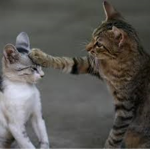 Cat Meow Rawr