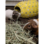 LuLu's Amazing Pigs