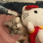 я люблю котов