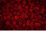 Rose_red