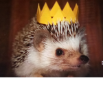 HEdGEhOgzzzz
