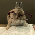 · Bunnies ·
