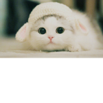 Cute Kitty Empire