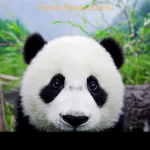 Pandas Productions!