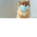 Dog Squad Offical