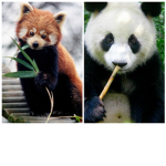 Deh Panda Group! :3