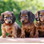 Dog group :p