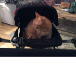 tabbycaine <3