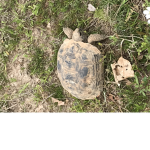Turtle team 522