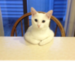 Nice Cat studio
