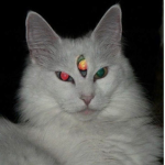 catg!rl