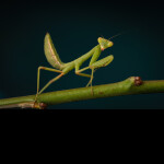 Praying mantis