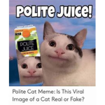 beluga/ollie the polite cat team