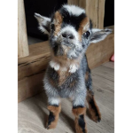 The angry goats
