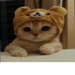 The cats and cats