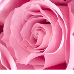 pretty petal <3
