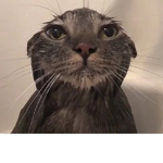 Jenkitty's free bobux