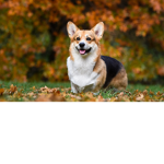 Corgi <3