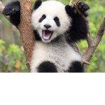 The Cute Panda Group!!