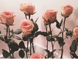 Rosey Roses clothing offical homestore!