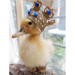 Duck kingd0m