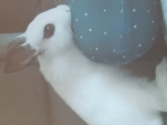미국 부대 [공식 그룹]