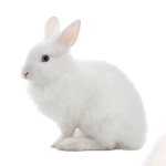 Bunny Mart