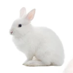 Bunny Mart Group Thumbnail