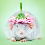 Jamie’s ratas<3