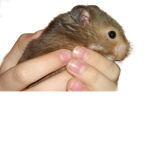 The Hamster fan club